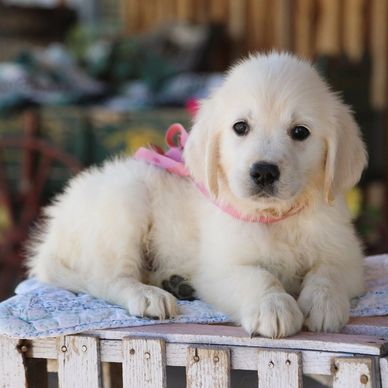 Adorable fluffy white puppy with a pink ribbon lying on a blanket.