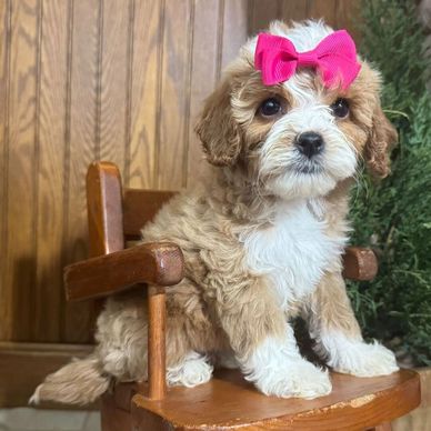 Cute fluffy puppy with a pink bow sitting on a wooden chair.