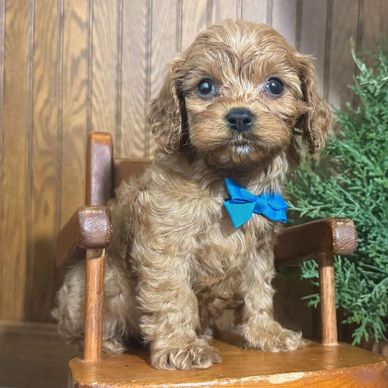 Adorable small brown puppy with a blue bow tie sitting on a wooden chair.