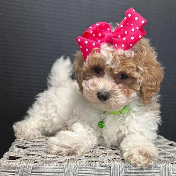 Curly puppy with a pink polka-dot bow lying on a woven surface.