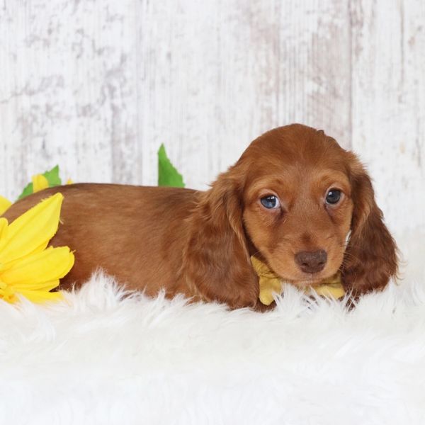 A brown puppy with a yellow bow tie lying on a fluffy white surface.
