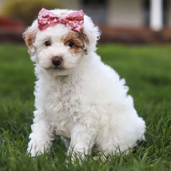 Fluffy white puppy with a pink sequined bow sitting on grass.
