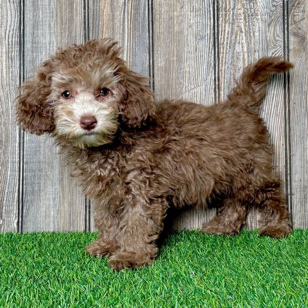 Curly brown puppy standing on grass with wooden background.