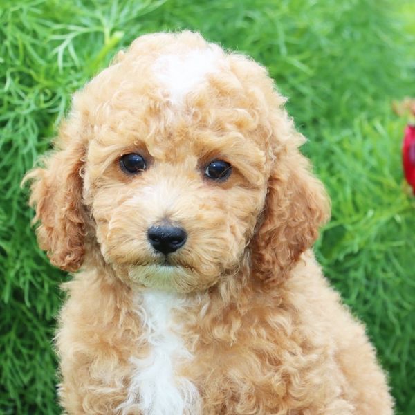 Curly-haired tan and white puppy with soulful eyes in a green garden.