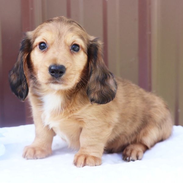 Adorable long-haired dachshund puppy sitting on a white blanket.