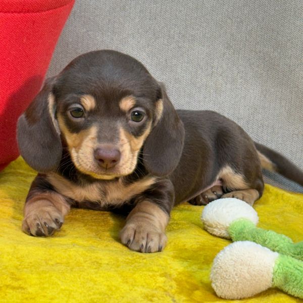 Cute brown and tan dachshund puppy lying on a yellow blanket with a toy.