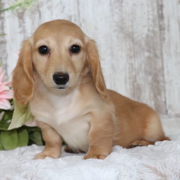A cute tan dachshund puppy sitting on a soft white blanket.