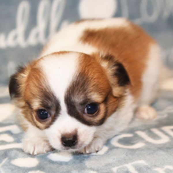 Close-up of an adorable small brown and white puppy lying down.
