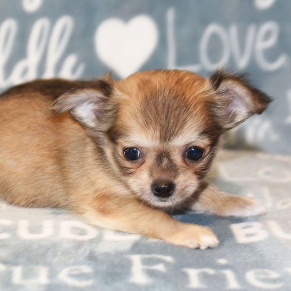 A small, tan Chihuahua puppy lying on a soft blanket with love-themed text.