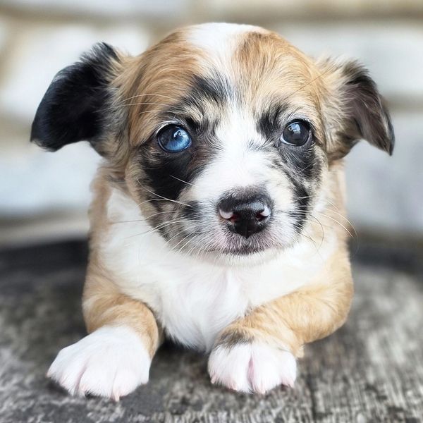 Close-up of a puppy with heterochromia, one blue eye and one brown eye.