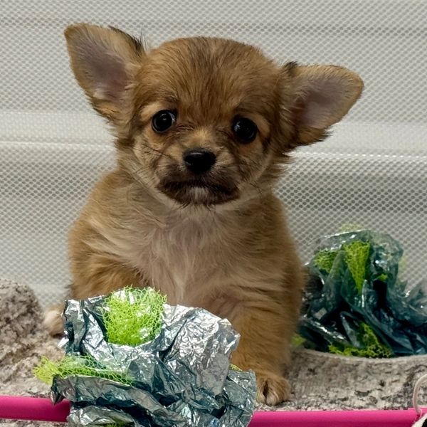 A small brown puppy with big ears sitting next to shiny green and silver toy flowers.