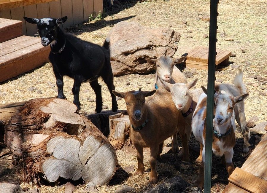 Shameless Goats