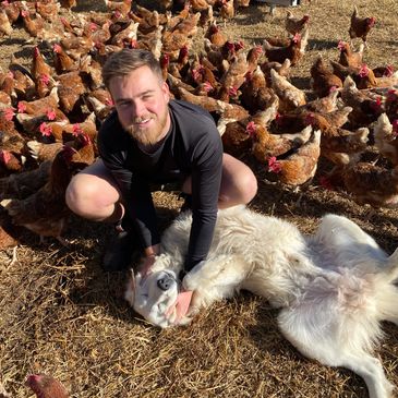 Maremma Sheep Dog and Chickens