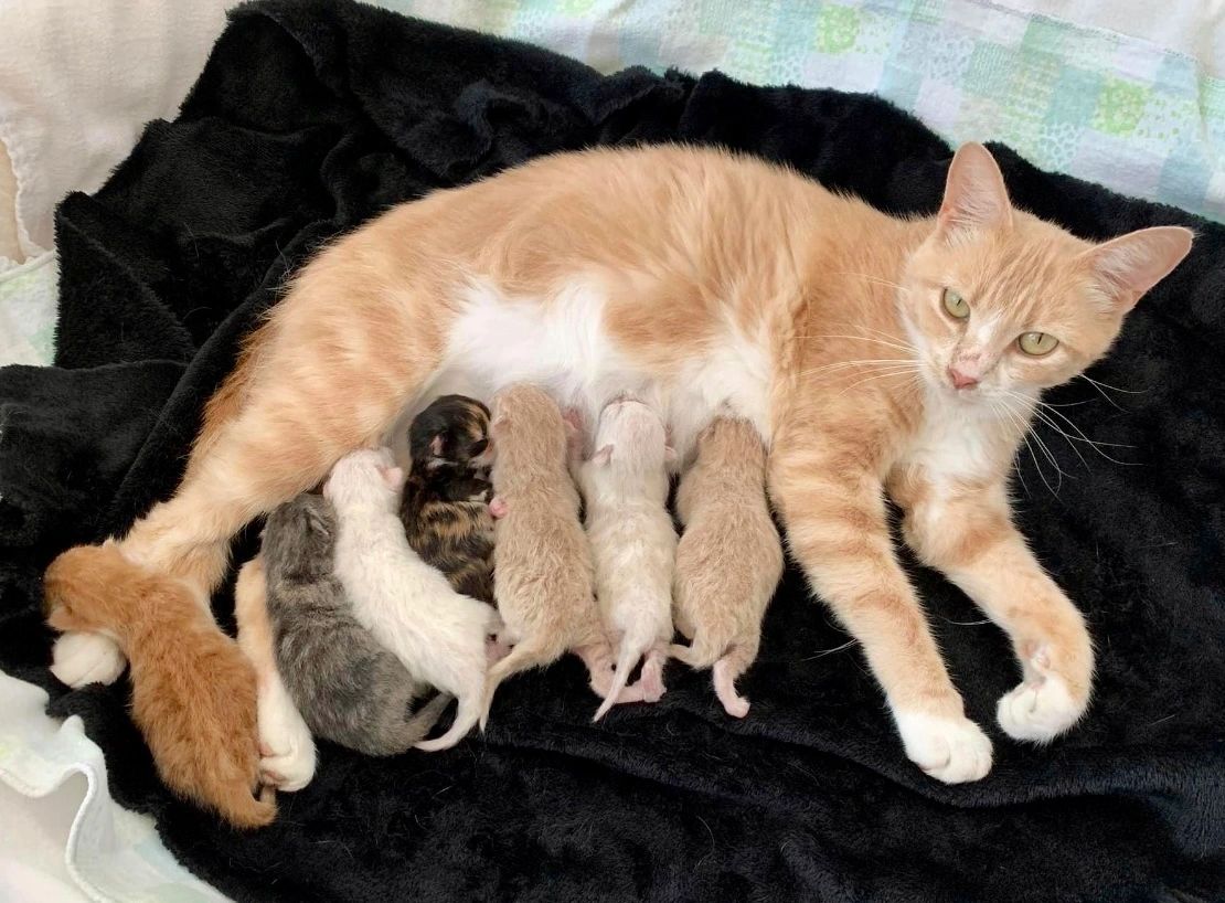 Kitten Central NorCal