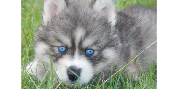 Puppy Thunder