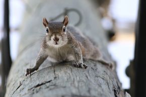 Curious Squirrel by Stirling-Perkins.