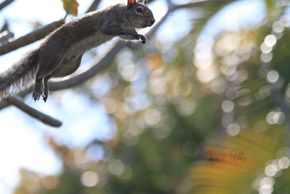 Squirrel mid-flight by Stirling-Perkins.