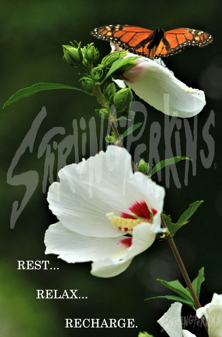 A Monarch butterfly rests atop a Rose of Sharon with wings open.