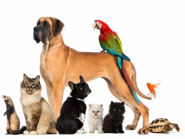 A large dog surrounded by various small pets including cats, a parrot, a tortoise, and a ferret.