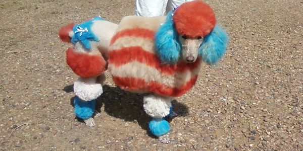 My Standard Poodle ready for 4th of July Parade
