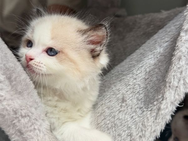 Adorable seal bicolor Ragdoll kitten ready for adoption at Purrfect Paws Cattery