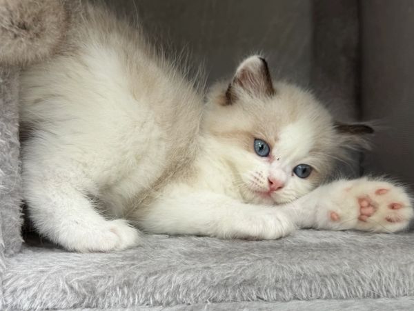 Ragdoll kitten in travel carrier—safe delivery from Los Angeles across Southern California worldwide