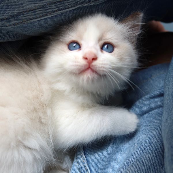 Seal bicolor ragdoll near me