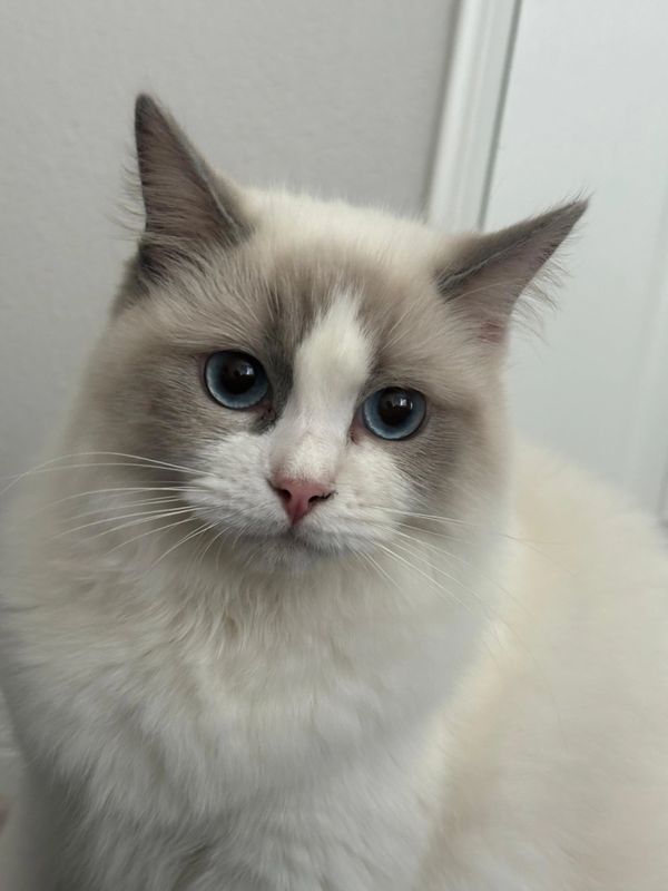 Close-up of blue bicolor Ragdoll with inverted V blaze and silky coat—show quality, TICA registered.
