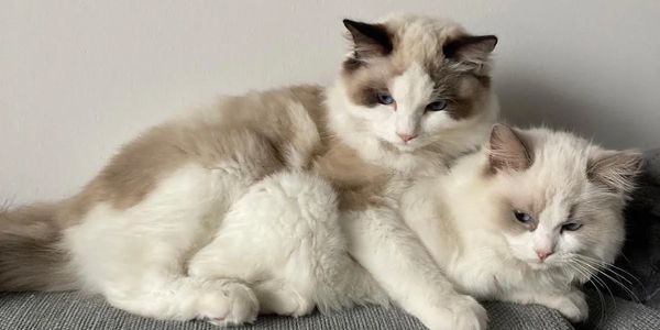 Blue and seal bicolor Ragdoll kittens cuddling in Marina Del Rey, CA