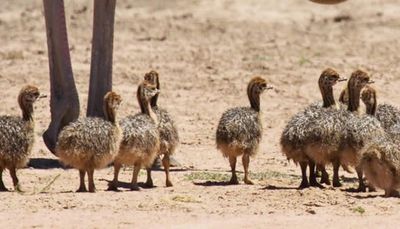 Group of ostrich chicks