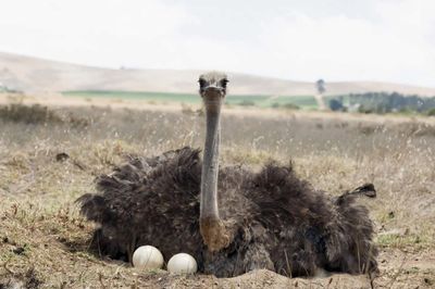 Ostrich hen with eggs