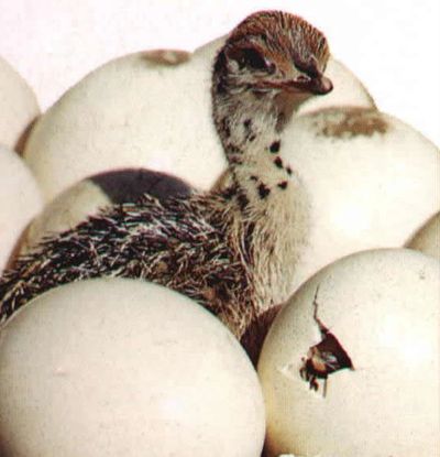 Ostrich hatchling with eggs
