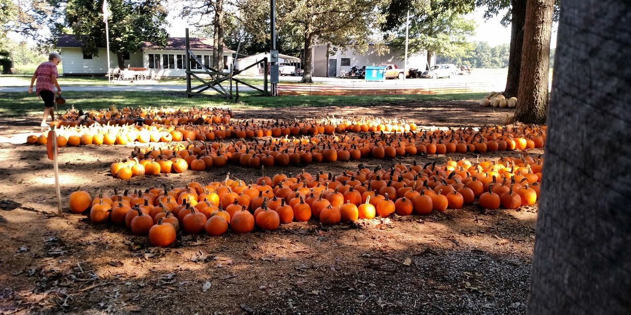 Pumpkins Bandy s Pumpkin Patch pumpkins-bandy-s-pumpkin-patch
