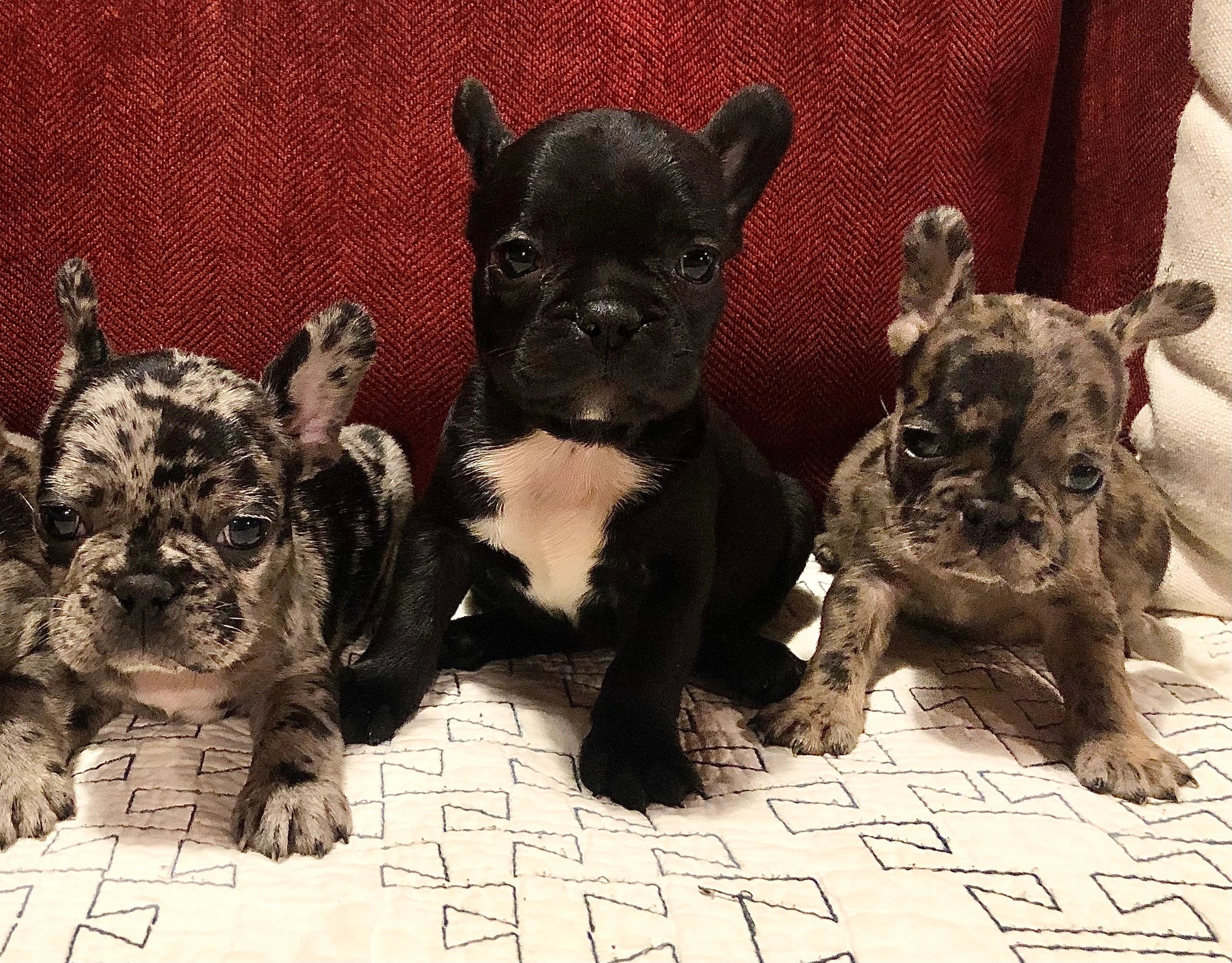 Penny Lane Frenchies