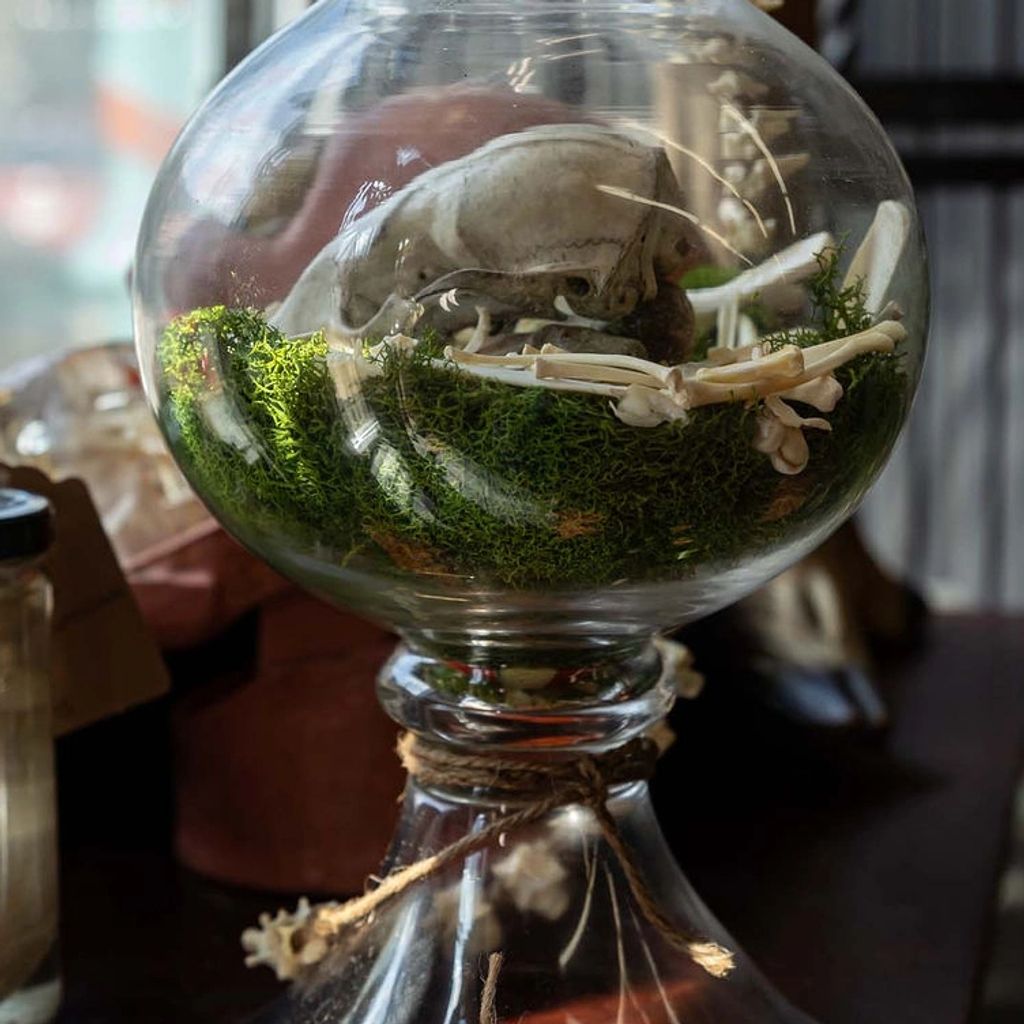 Cora's Curiosities
