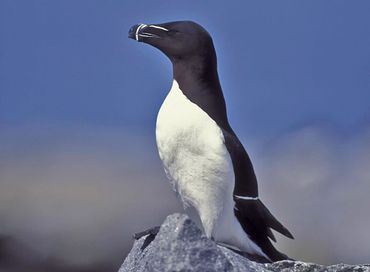 Razorbill Aulk - Machias Island, ME