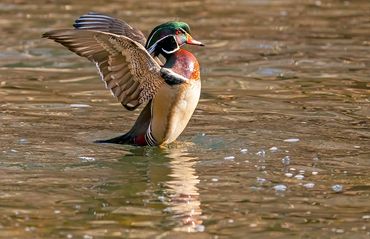 Wood Duck