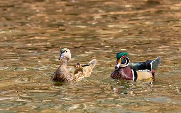 Wood ducks