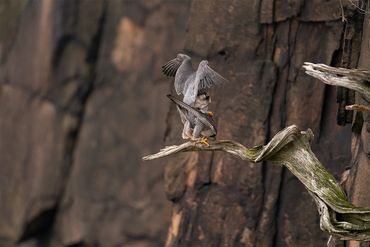 Peregrine Falcons