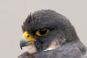 Peregrine Falcon