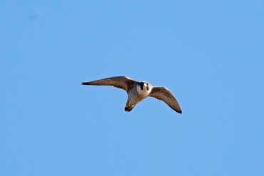 Peregrine Falcon