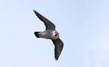 Peregrine Falcon