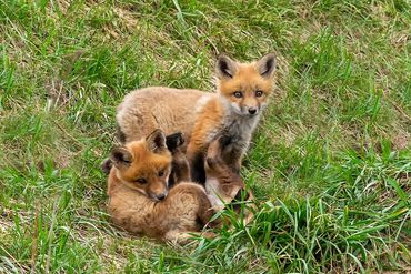 Red Fox Kits