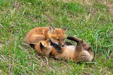 Red Fox Kits