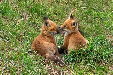 Red Fox Kits