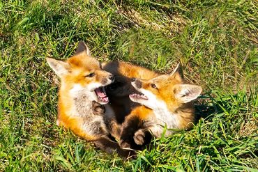 Red Fox Kits