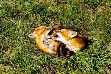 Red Fox Kits