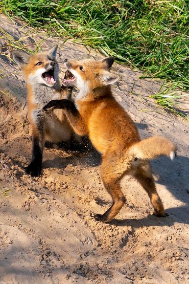 Red Fox Kits