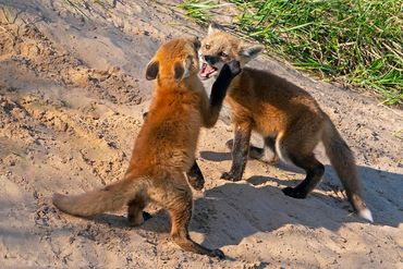 Red Fox Kits