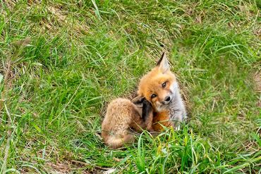 Red Fox Kit